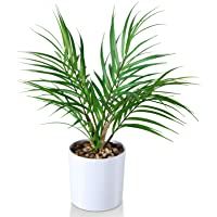 Kazeila Mini Plantas Falsas en macetas- Palma de Areca Artificial de 40 cm para Oficina en casa- Hotel- librería…